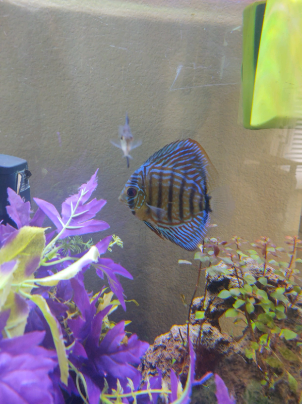 Wildomar House: 35640 Capitola Court