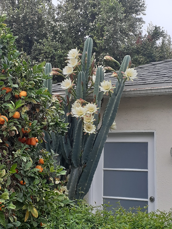 Los Angeles Apartment: 2219 Glendon Ave