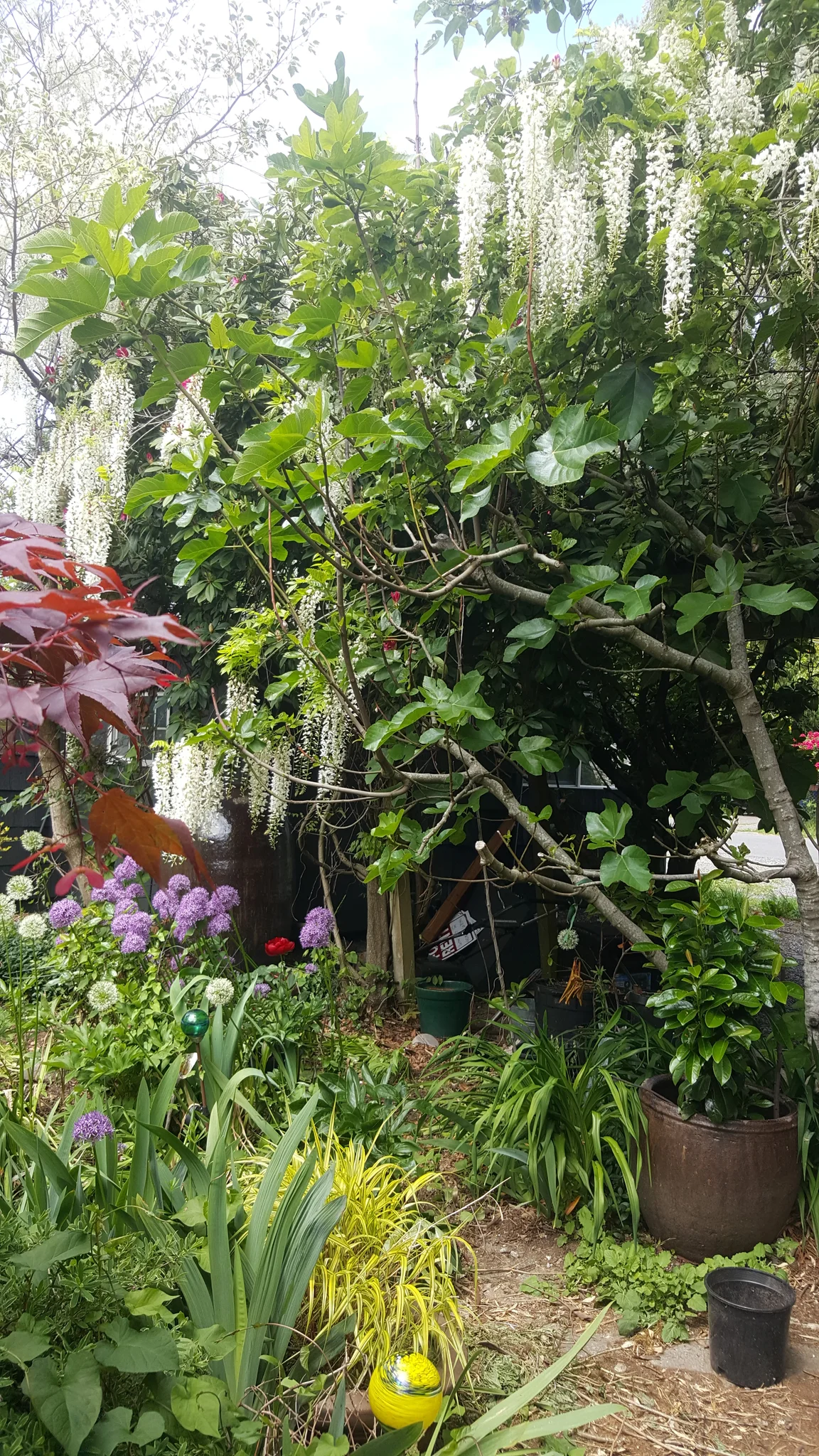 SEATTLE House: 10559 Evanston Ave N