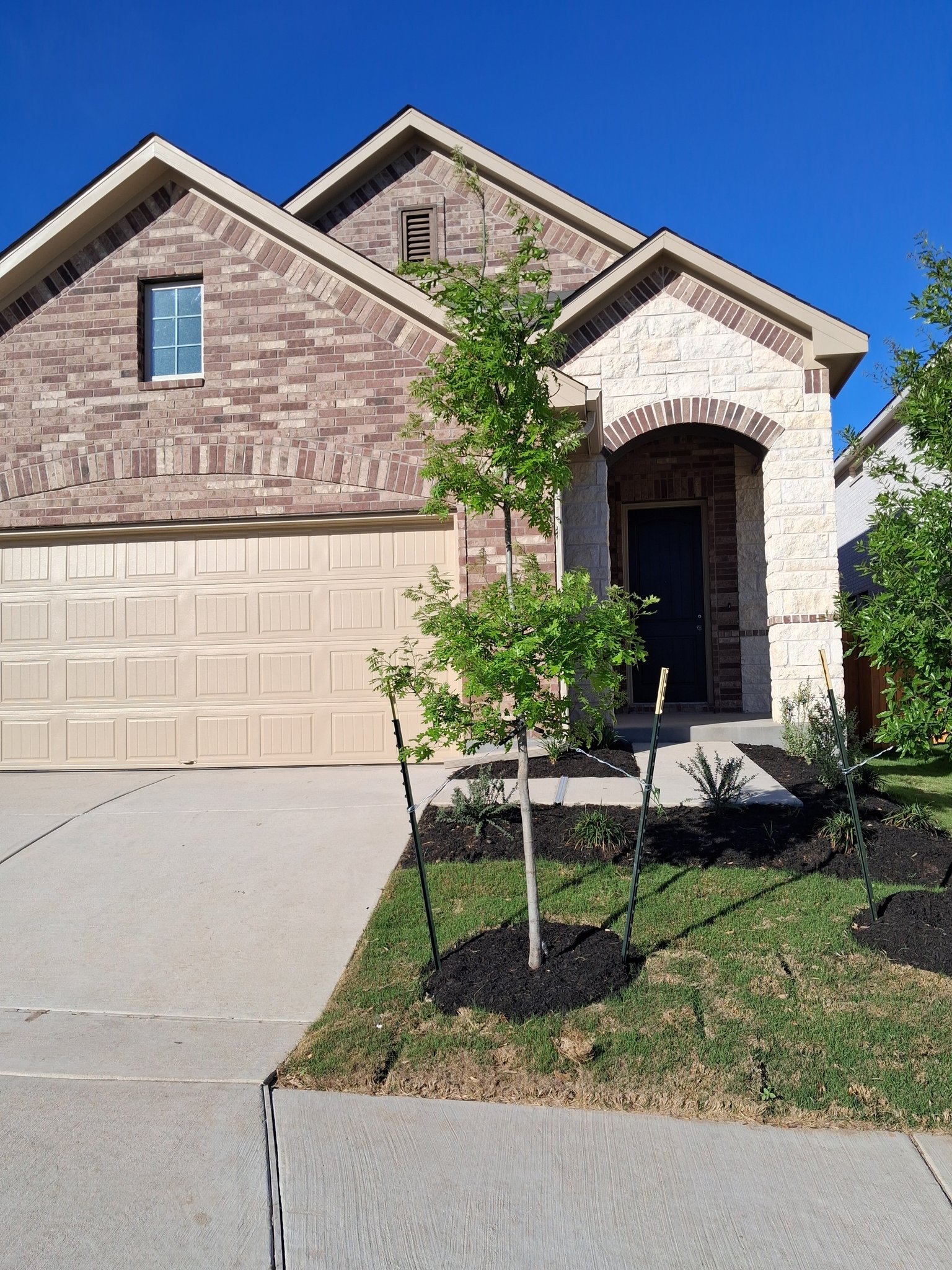 San Marcos House: 141 knockout rose