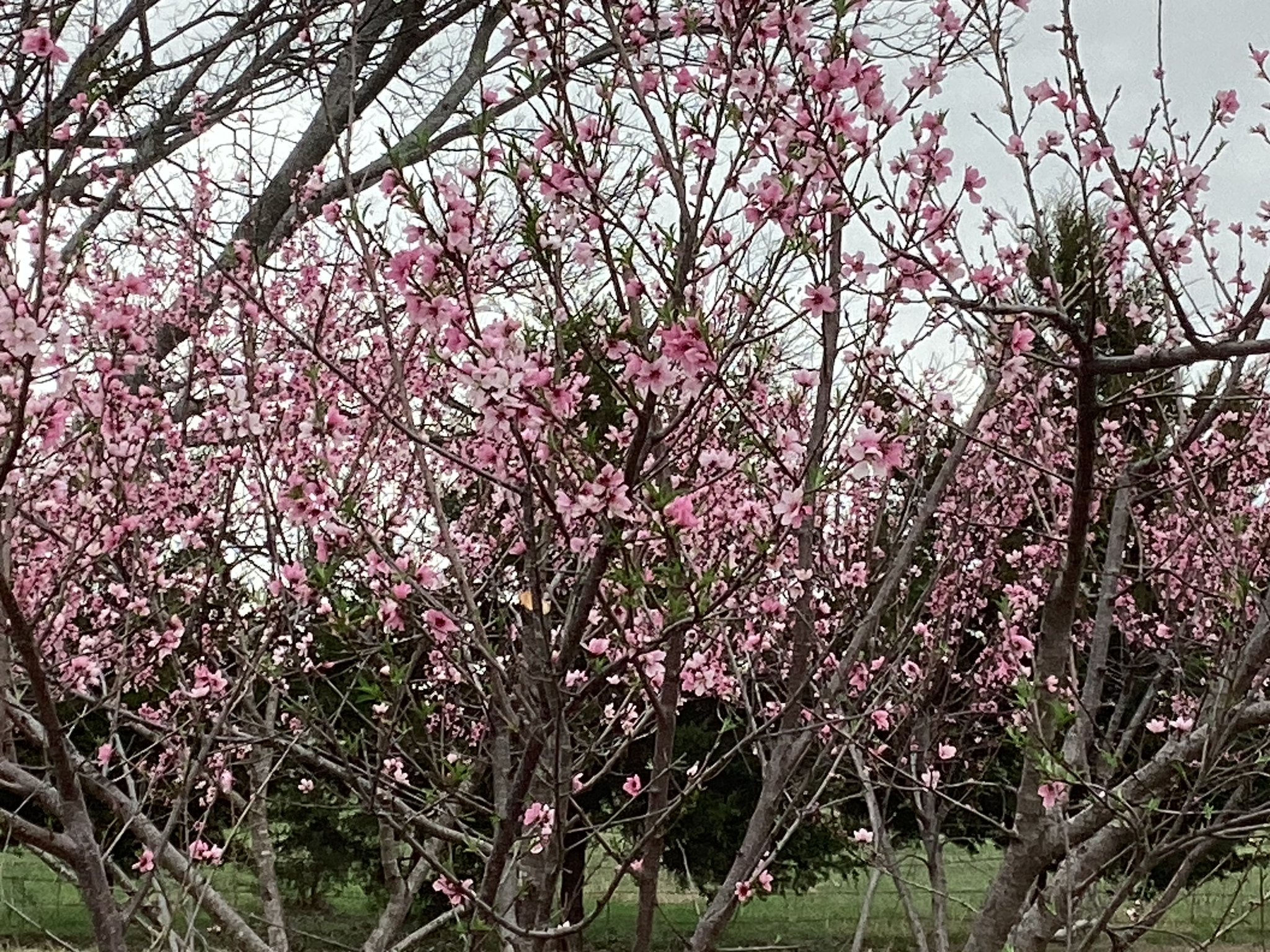 Sunset Other: 739 proctor lane