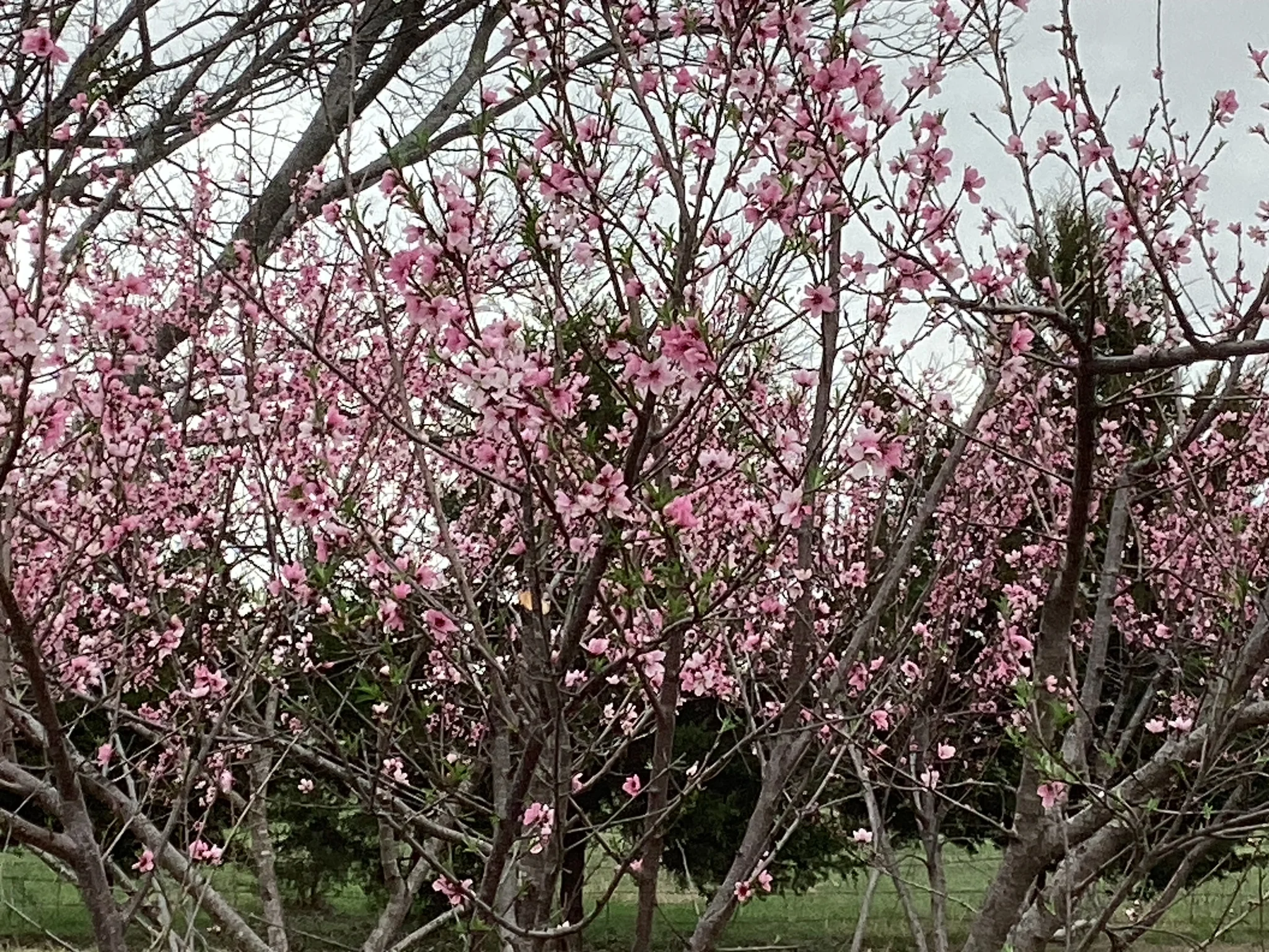 Sunset Other: 739 proctor lane