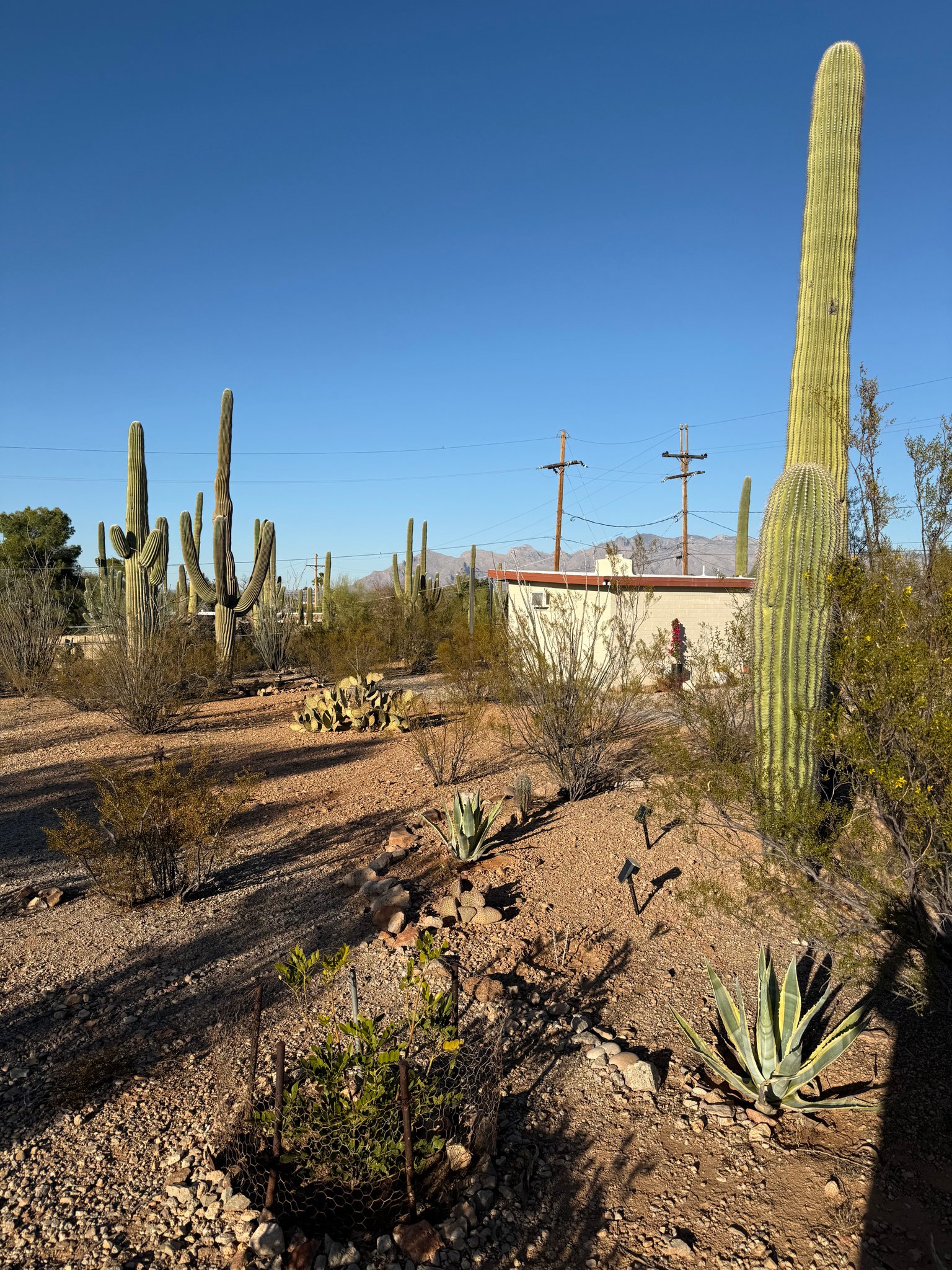 Tucson House: 1702 N. GreaseWood Rd