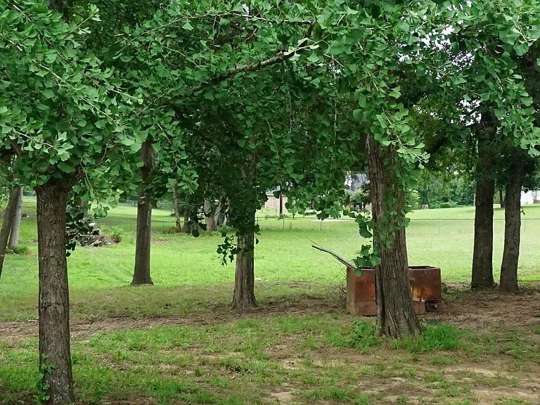 Tyler House: 854 Hoyt Rd, Tyler, TX 75706