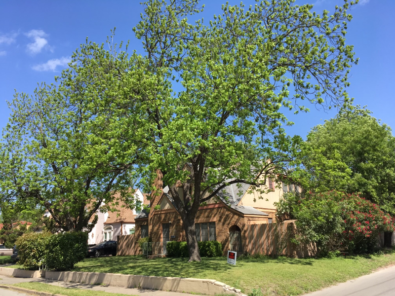 San Antonio House: 1603 W Rosewood Ave